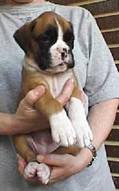 cachorra bóxer urkabustaiz