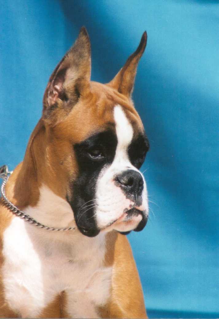 cachorro boxer - Urkabustaiz'tar Antton