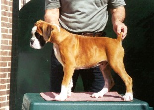 cachorro bóxer urkabustaiz