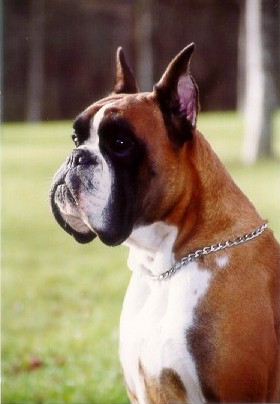 perro boxer urkabustaiz