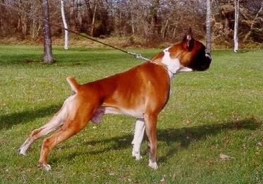 perro boxer urkabustaiz