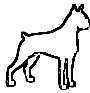 perro bxer blanco