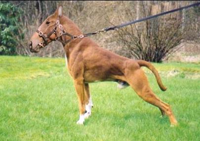 boxer futuro