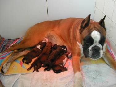 camada de cachorros bóxer urkabustaiz