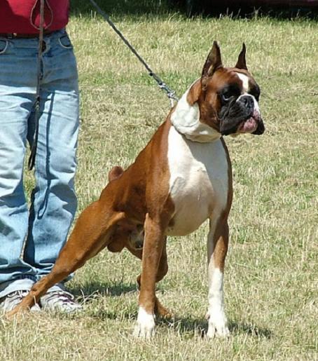boxer urkabustaiz