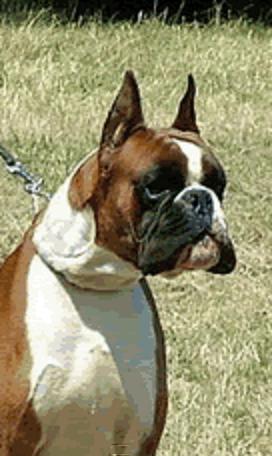 boxer urkabustaiz