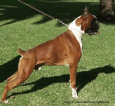 boxer urkabustaiz