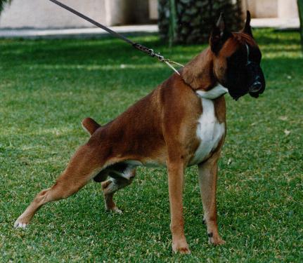 boxer urkabustaiz