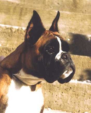 perro boxer Urkabustaiz - Cluwer v. Bernsteintal
