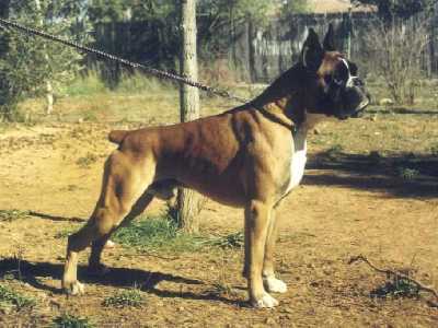 boxer urkabustaiz