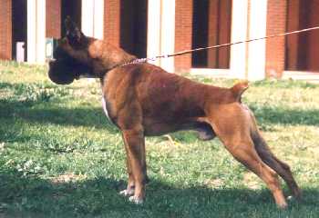 boxer urkabustaiz