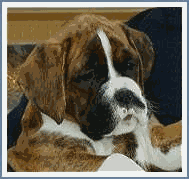 chiot femelle boxer  queue naturellement courte