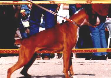 boxer urkabustaiz