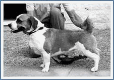 hembra cruce de bóxer y corgi - primera generación