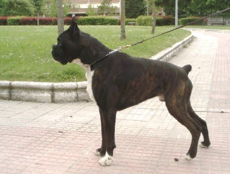 boxer urkabustaiz