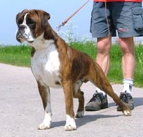 perro bóxer de cola corta natural