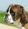 perro bóxer de cola corta natural