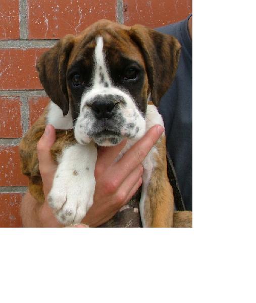 cachorro bóxer de cola corta natural