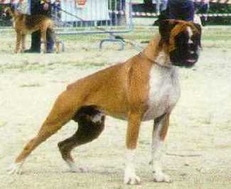 boxer urkabustaiz