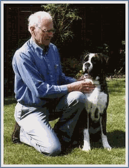 perro bóxer de cola corta natural - tercera generación
