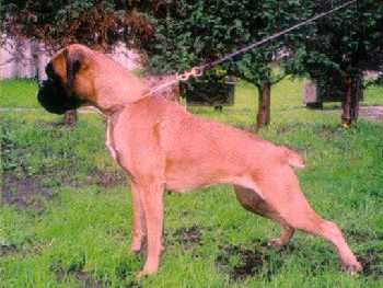 boxer urkabustaiz