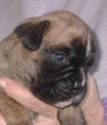 cachorro bóxer urkabustaiz