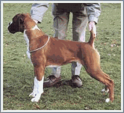 chienne boxer  queue naturellement courte