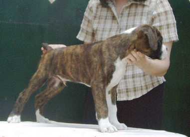 cachorro bóxer de cola corta natural - sexta generación