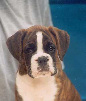 cachorro boxer cola corta natural