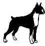 perro bxer marcado