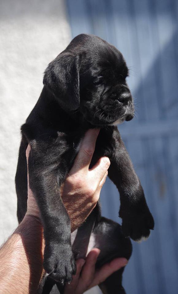 Negrita du Cinquieme Dome, cachorra boxer atigrada Urkabustaiz