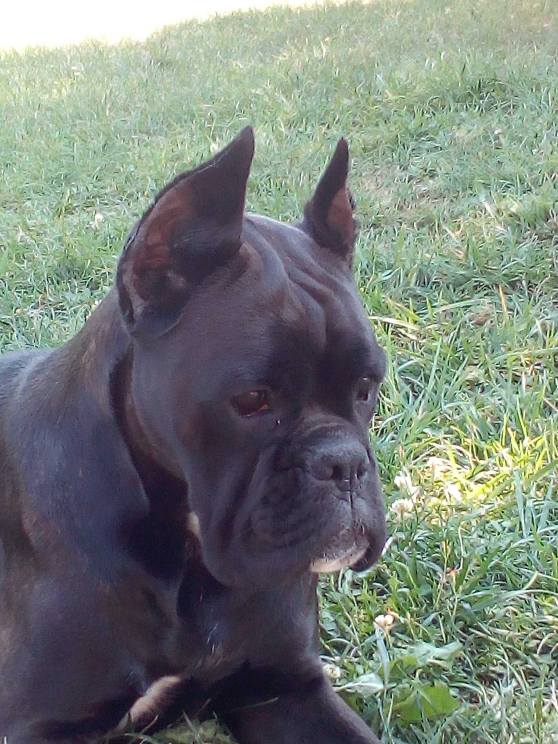 Negrita du Cinquieme Dome, boxer atigrada Urkabustaiz
