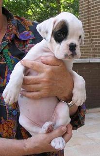 cachorra bóxer blanca urkabustaiz