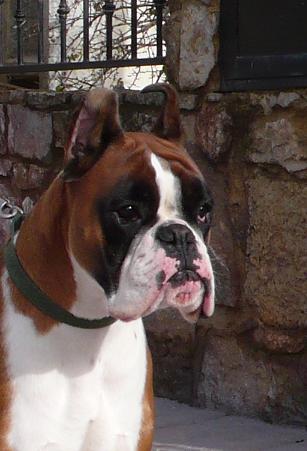 boxer urkabustaiz