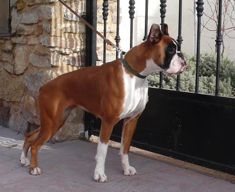 boxer urkabustaiz