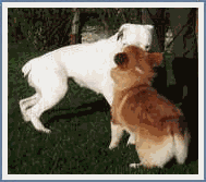 hembra bóxer y macho corgi