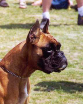 perra boxer Urkabustaiz - Pilar de la Juncosa