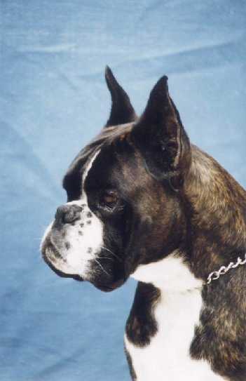 perro boxer - Urkabustaiz'tar Quintín