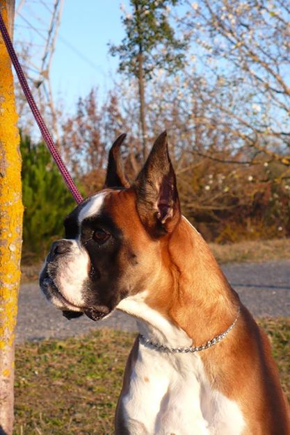 Urkabustaiz'tar Sorne, boxer hembra dorada