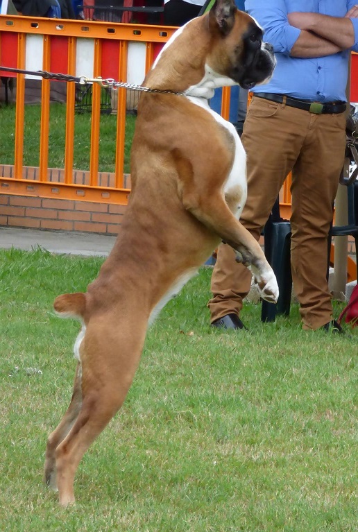 Urkabustaiz'tar Sorne, boxer hembra dorada