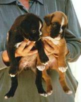 cachorros boxer urkabustaiz