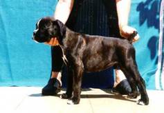 cachorra bóxer urkabustaiz